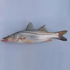 Robalo entero de cuerpo plateado, con su línea lateral negra, sobre fondo azul claro