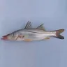 Robalo entero de cuerpo plateado, con su línea lateral negra, sobre fondo azul claro