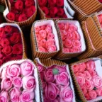 Rollos de rosas rojas y rosadas envueltos en cartón corrugado, como se venden al mayoreo