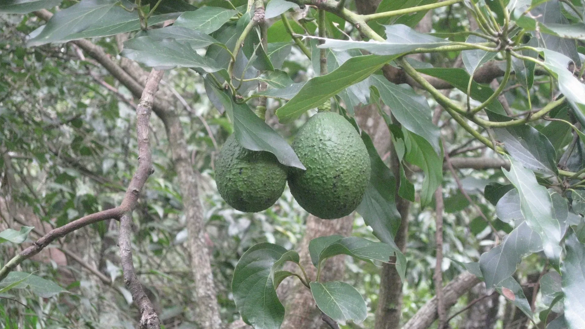 Dos aguacates de piel rugosa colgando de una rama entre las hojas verdes de un árbol de aguacate