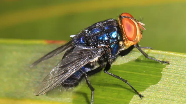 Mosca adulta del gusano barrenador, de cuerpo azul metálico y ojos rojizos, posada sobre una hoja verde