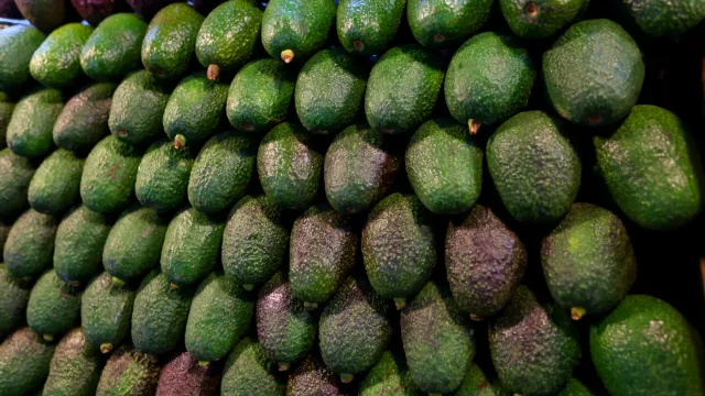 Muro de aguacates Hass apilados en la Central de Abasto de la Ciudad de México; el precio del aguacate baja desde junio